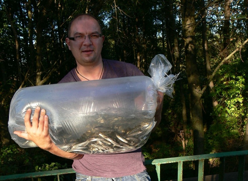Szlachetne ryby wpuszczono do rzek w regionie świętokrzyskim